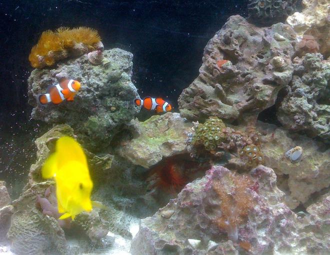 saltwater fish - amphiprion percula - true percula clownfish stocking in 55 gallons tank - closer look