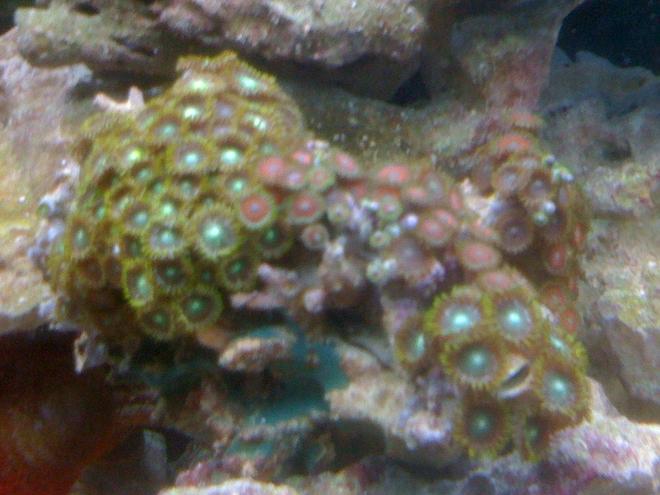 corals inverts - zoanthus sp. - colony polyp stocking in 55 gallons tank - litle zoos
