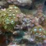 corals inverts - zoanthus sp. - colony polyp stocking in 55 gallons tank - litle zoos