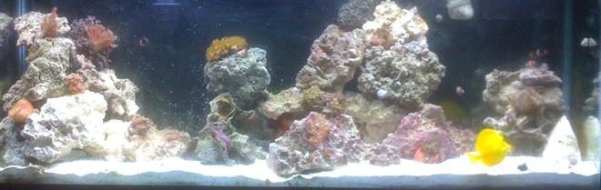 saltwater fish - zebrasoma flavescens - yellow tang - hawaii stocking in 55 gallons tank - other view