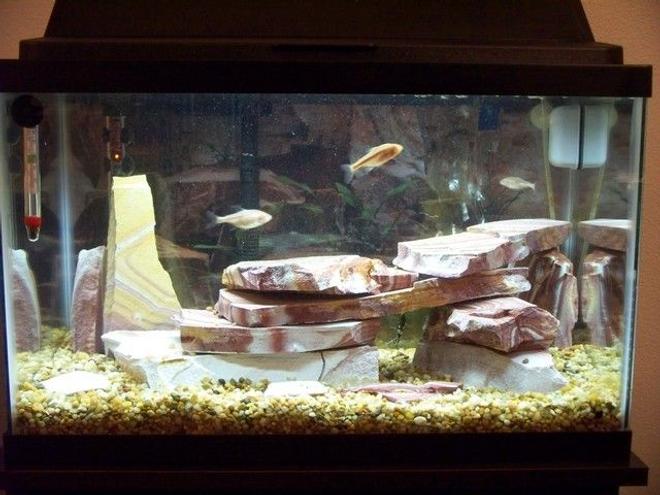 freshwater fish tank (mostly fish and non-living decorations) - My 10 gal. tank with 4 Blind cave tetras & 1 albino bristlenose pleco. Rainbow slate, marineland bio wheel filtration.