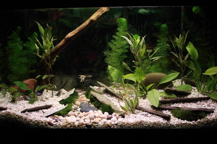 Rated #147: 130 Gallons Planted Tank - A little 25gal tank I planted.  My first try with live plants.  Hope you like.