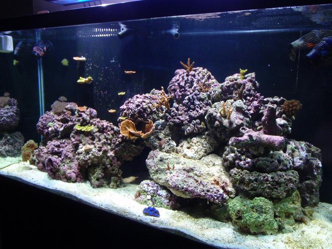 90 gallons reef tank (mostly live coral and fish) - 90 gallon reef tank established january 09