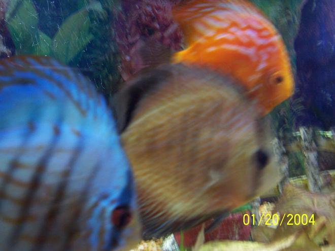 freshwater fish - symphysodon sp. - ocean green discus stocking in 55 gallons tank - discus