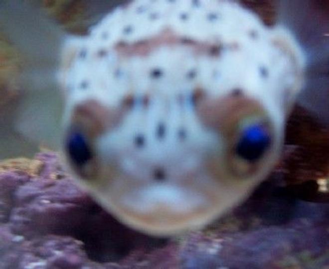 saltwater fish - diodon holocanthus - porcupine puffer stocking in 55 gallons tank - Porcupine Puffer Smiling R.I.P. little buddy
New2hobby