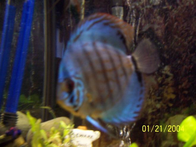 freshwater fish - symphysodon spp. - red turquoise discus stocking in 55 gallons tank - brillant tourquise discus