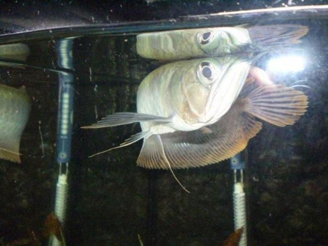 freshwater fish - scleropages jardini - jardini arowana stocking in 55 gallons tank - king tut the arawana fish