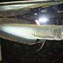 freshwater fish - osteoglossum bicirrhosum - silver arowana stocking in 55 gallons tank - heres is king tut a wonderfull fish to have.