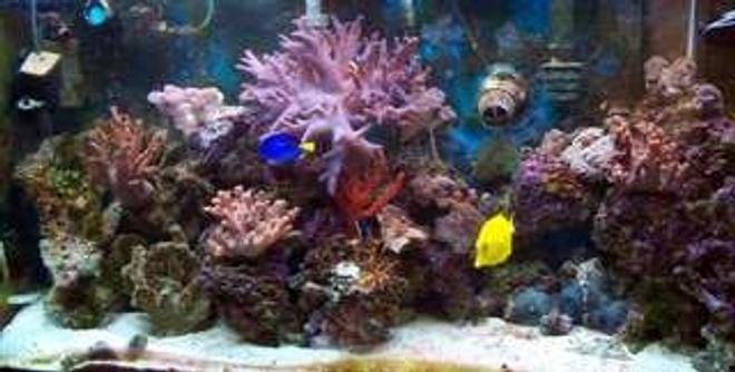 corals inverts - seriatopora hystrix - birdsnest coral stocking in 90 gallons tank - morning photo 4/2/09 (lights have been on for 45 minutes) so not in full bloom. I'm always at work so didn't have time to get a better shot.