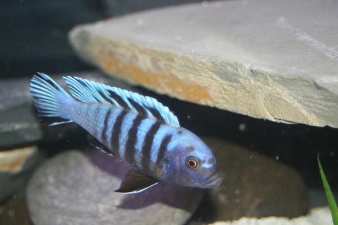 freshwater fish - cynotilapia afra - afra cichlid stocking in 55 gallons tank - zebra mbuna