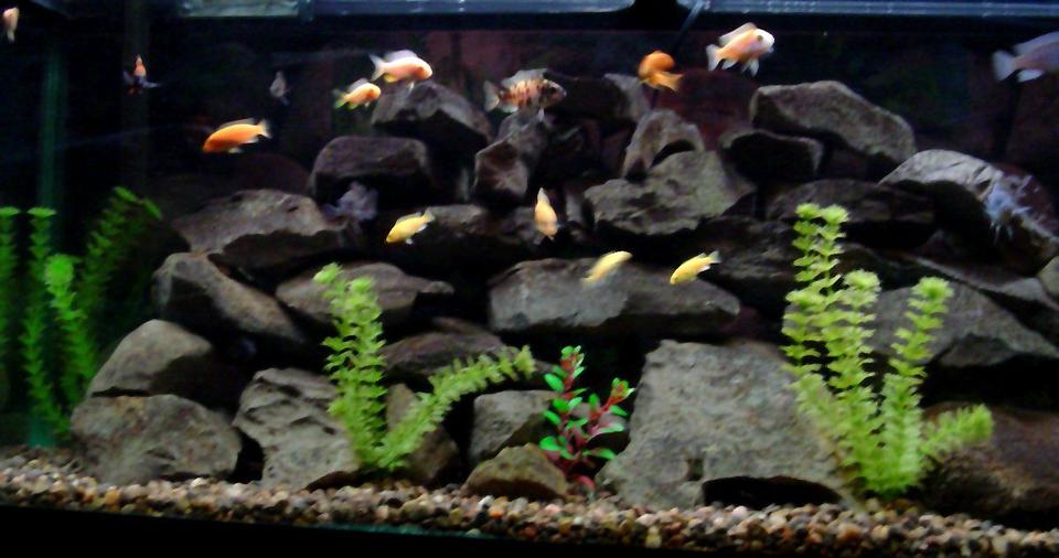 freshwater fish - pseudotropheus estherae - red zebra cichlid stocking in 55 gallons tank - 55 Gallon Malawi cichlid aquarium
3-cobalt blue zebras 3-red zebras
3 yellow labs various peacocks and a synadontis catfish