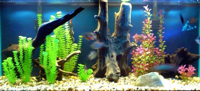 freshwater fish - metynnis argenteus - silver dollar stocking in 55 gallons tank - 75 Gallon South and Central American cichlid aquarium. 4 severums 1 Jack Dempsey 5 Silver Dollars 3 Firemouths 1 male pink convict multipictus catfish