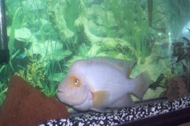freshwater fish - amphilophus citrinellus - midas cichlid stocking in 55 gallons tank - my  very large midas  that l call GHOST. he is my puter room buddy.