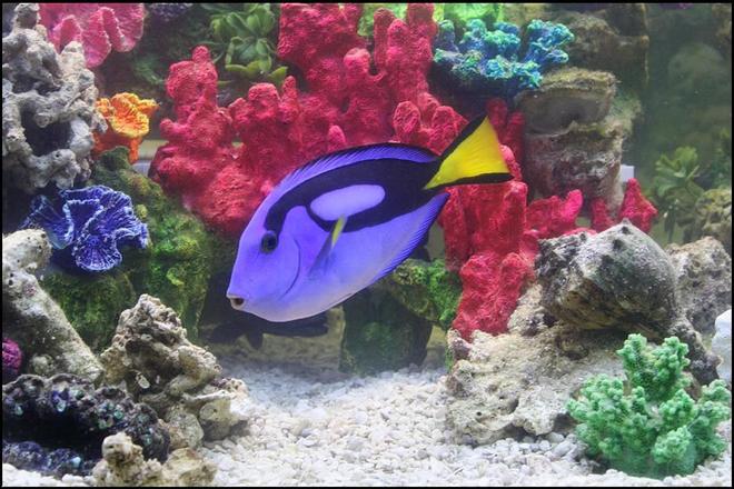 saltwater fish - paracanthurus hepatus - blue tang stocking in 75 gallons tank - Blue Hippo Tang