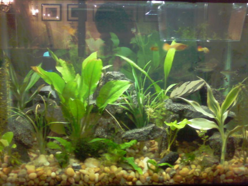 Rated #2230: 20 Gallons Planted Tank - 20g community tank. 12 differnet plants, granite rocks, and a variety of community fish, invertibrates and aquatic frogs.