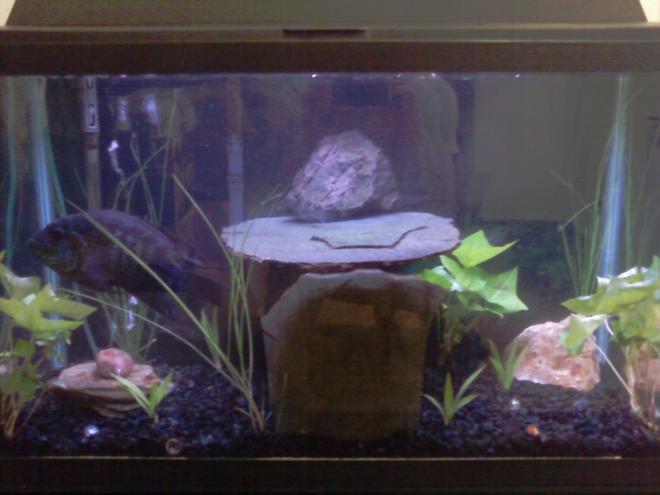 20 gallons planted tank (mostly live plants and fish) - freshwater cichlid tank with some plants from our garden. slate cave and custom bubbler.