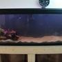 fish tank picture - The 125 Gal im cycleing now. Gonna be for the fish in the 46 Gal when its all done.