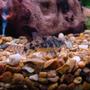 freshwater fish - corydoras paleatus - peppered cory cat stocking in 45 gallons tank - Peppered Cory