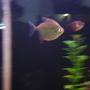 freshwater fish - metynnis argenteus - silver dollar stocking in 45 gallons tank - Silver Dollar in motion, Just wont stay still!
