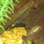 freshwater fish - panaque nigrolineatus - gold royal pleco (l-027) stocking in 45 gallons tank - Royal Pleco
