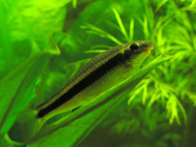 freshwater fish - crossocheilus siamensis - siamese algae eater stocking in 29 gallons tank - Flying Fox, resting on the leaf of an Amazon Sword.