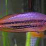 freshwater fish - melanotaenia australis - western rainbowfish stocking in 29 gallons tank - Melanotaenia Australis, Western Rainbowfish. One of the larger males.