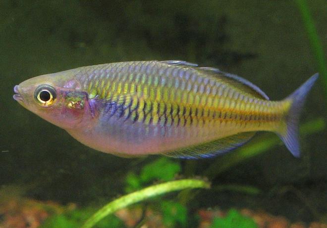 freshwater fish - melanotaenia boesemani - boesemani rainbow stocking in 29 gallons tank - Melanotaenia boesmani, female. Her color varies depending on if she is being pursued by the males.