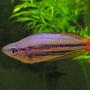freshwater fish - melanotaenia splendida - australian rainbow stocking in 29 gallons tank - Melanotaenia Australis - Western Rainbowfish - male.