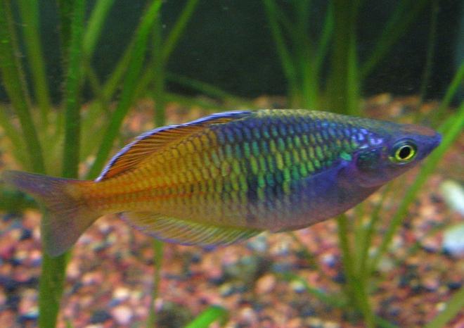 freshwater fish - melanotaenia boesemani - boesemani rainbow stocking in 29 gallons tank - Melanotaenia boesmani - male.