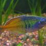 freshwater fish - melanotaenia boesemani - boesemani rainbow stocking in 29 gallons tank - Melanotaenia boesmani - male.