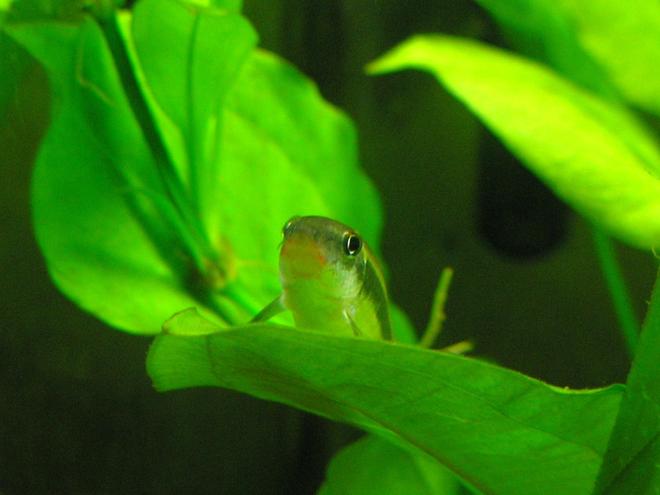 freshwater fish - crossocheilus siamensis - siamese algae eater stocking in 29 gallons tank - Flying fox, resting on leaf.