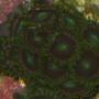 corals inverts - zoanthus sp. - colony polyp stocking in 90 gallons tank - proup of zoos