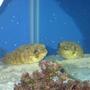 saltwater fish - diodon holocanthus - porcupine puffer stocking in 75 gallons tank - Reflections
