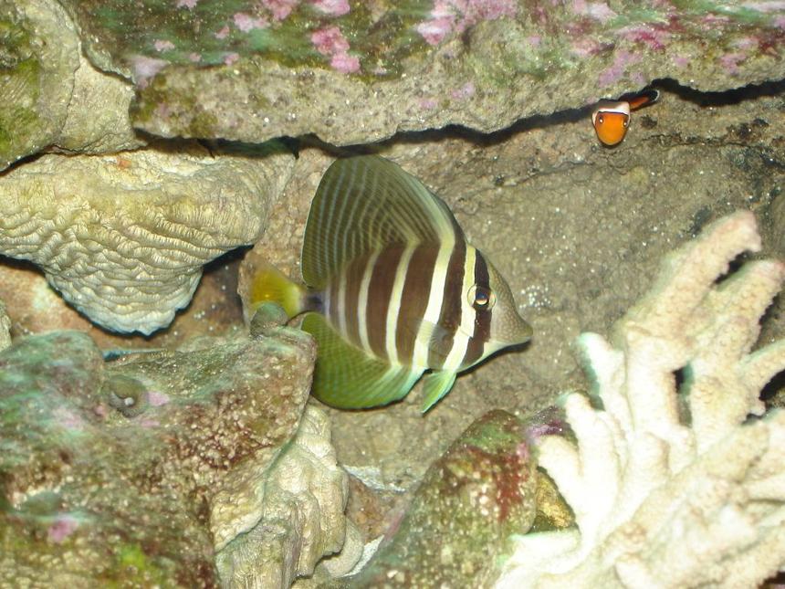 Rated #26: Saltwater Fish - Zebrasoma Veliferum - Sailfin Tang Stocking In 76 Gallons Tank - Sailfin Tang and Nemo peeking out!