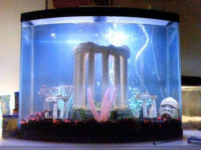 30 gallons freshwater fish tank (mostly fish and non-living decorations) - my 30 gallon tank