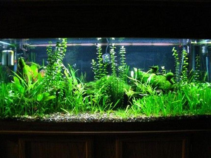 Rated #41: 75 Gallons Planted Tank - 75gal.plant tank
