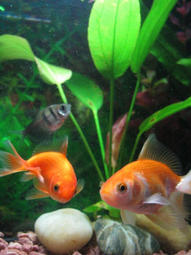 freshwater fish - gymnocorymbus sp. - black skirt tetra stocking in 5 gallons tank - Mommy and baby Goldy...