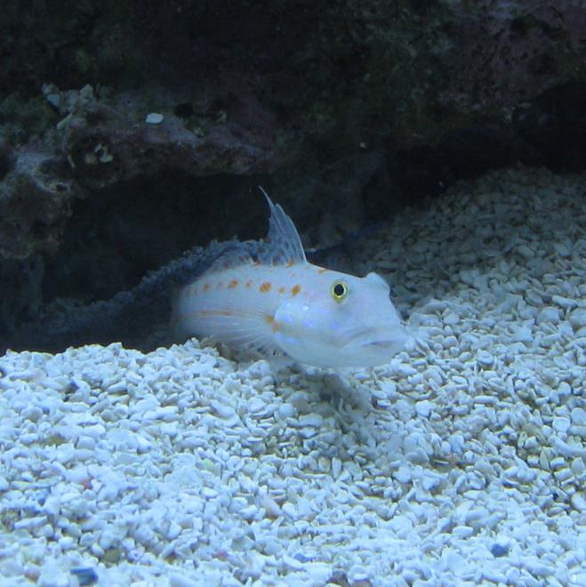 saltwater fish - valencienna puellaris - diamond watchman goby stocking in 500 gallons tank - Diamond Goby emerging from his burrow