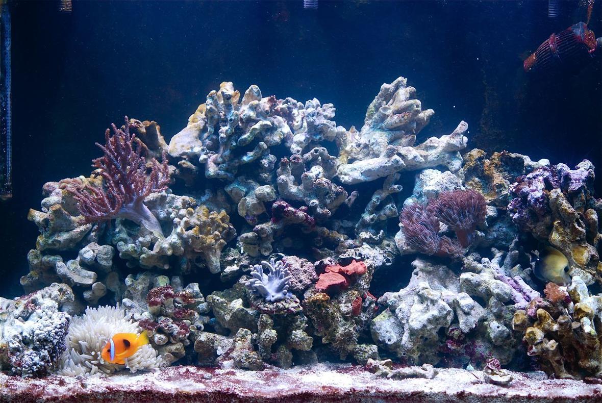 110 gallons reef tank (mostly live coral and fish) - Just two months old.
