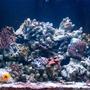110 gallons reef tank (mostly live coral and fish) - Just two months old.
