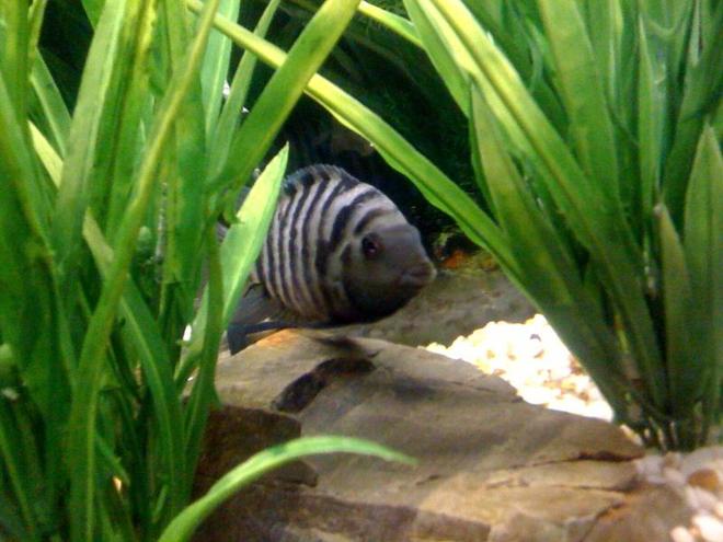 freshwater fish - archocentrus nigrofasciatus - black convict cichlid stocking in 55 gallons tank - Convict Cichlid male