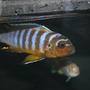 freshwater fish - pseudotropheus sp. 'zebra long pelvic' mdoka stocking in 55 gallons tank - long pelvic mdoka