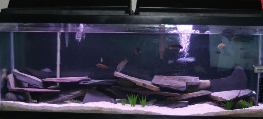 Rated #2712: 55 Gallons Freshwater Fish Tank - my tank