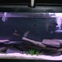 55 gallons freshwater fish tank (mostly fish and non-living decorations) - my tank