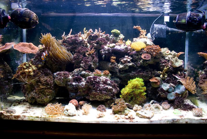 Rated #93: 29 Gallons Reef Tank - My 29g nano reef tank. Set up in June of '08.