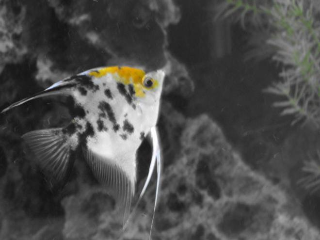 freshwater fish - pterophyllum sp. - koi angel stocking in 80 gallons tank - angel