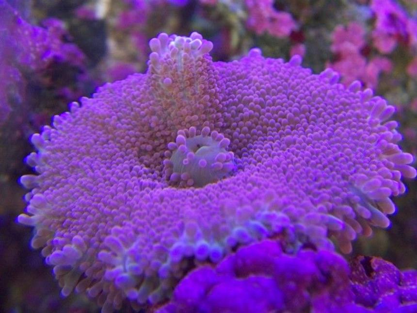 Rated #2: Corals Inverts - Ricordea Yuma - Flower / Ricordea Mushroom Stocking In 65 Gallons Tank - Yumma