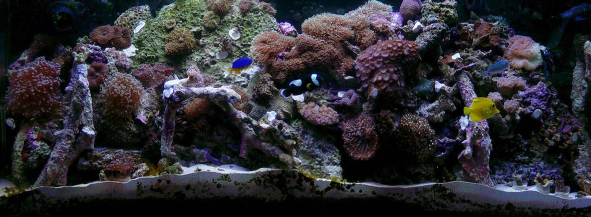 fish tank picture - 60 gal reef