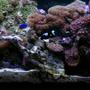 fish tank picture - 60 gal reef