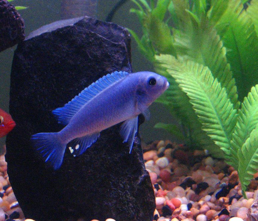 Rated #429: Freshwater Fish - Maylandia Callainos - Blue Cobalt Cichlid Stocking In 55 Gallons Tank - Cobalt Blue Cichlid